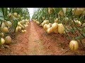 WOW! Amazing Agriculture Technology - Pepino Melon