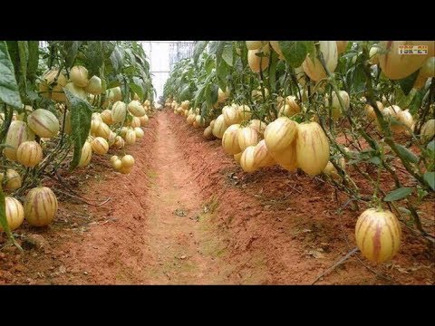 Video: Pepino (18 Bilder): Voksende Melonpærer. Hva Er Denne Frukten? Sorterer 
