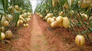 WOW! Amazing Agriculture Technology - Pepino Melon