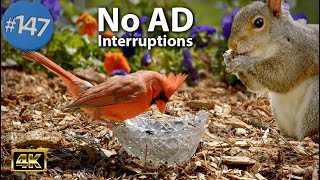 Uninterrupted TV for Cats 😻 8 Hours of Birds 🐦 and Squirrels 🐿Feeder No ADs CatTV ASMR