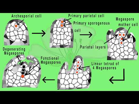 Megasporogenesis | Development of ovule/embryo sac in plants. (Animated)