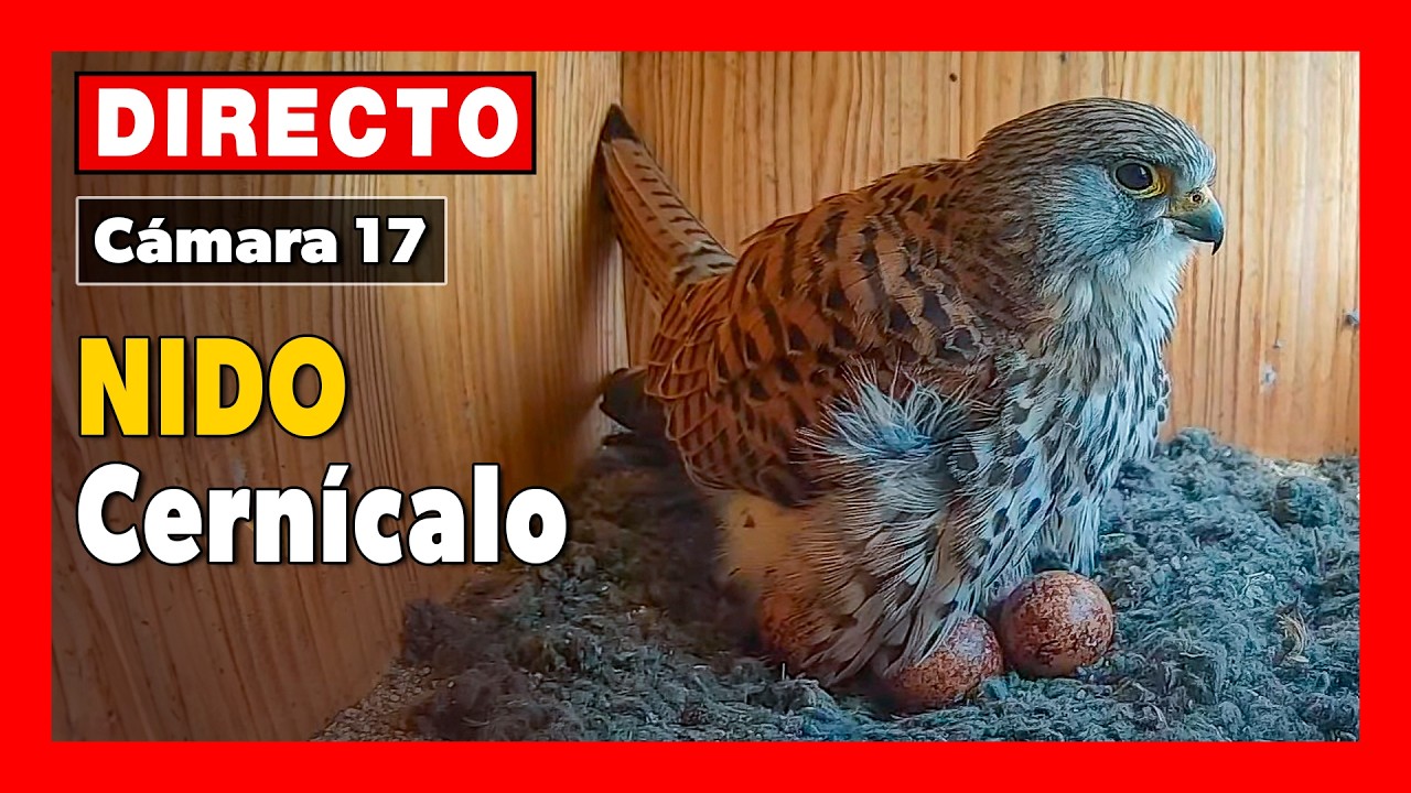 Live webcam view of El Oso Nest Box Chicks