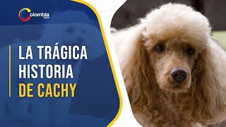 Cachy, the dog who fell from a building and "killed" 3 people
