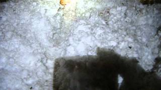 Rats tunnel in attic insulation