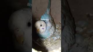 Apne budgies ke 4 pair ki breeding update #birds #update #breeding #progress #eggs #budgies #shorts
