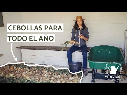 Vídeo: Como Armazenar Cebolas Para Plantar