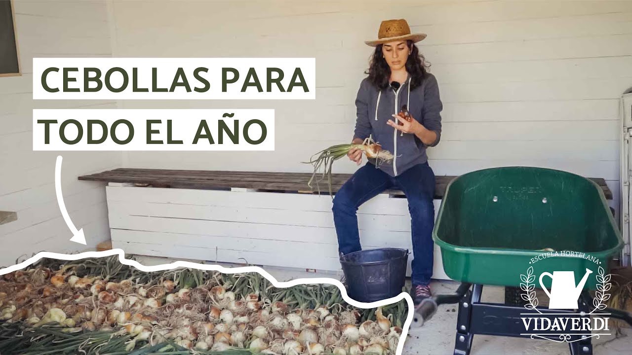 Guarda las Cebollas por Meses | 3 Técnicas para Conservar