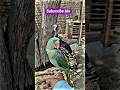 Confused parrot tries to understand this simple trick #parrottricks #petbirds #funnypets  #shorts