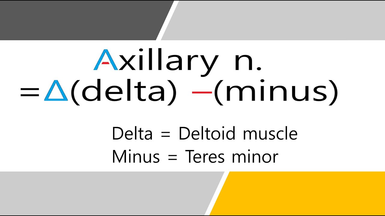 Axillary Nerve Innervation Mnemonic