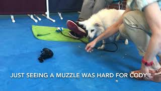 Dog Muzzle Conditioning for a Dog with Previous Negative Associations to a Muzzle