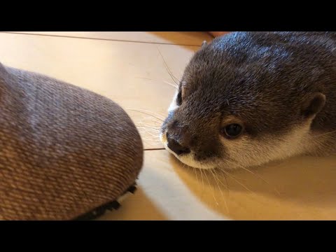 ??????? ???????????????????? otter that stays at the feet of the owner sitting in a chair