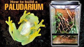 How to Build a Paludarium | Meet all my Glass Frogs!