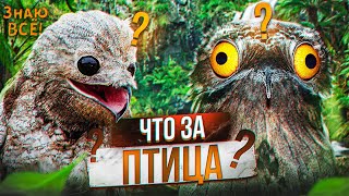 Поту - самая необычная птица! 😱 Урутау или козодои