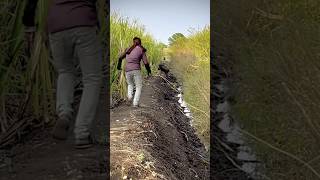 jungli suar pakde ne ka tricka