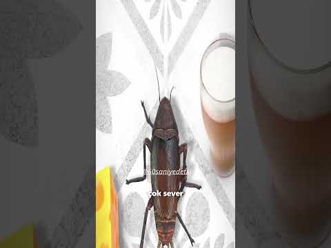 Video: Hamamböceği bir kişinin kulağına veya burnuna girebilir mi?