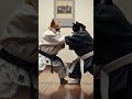 Duelo de Titanes: maestros del dojo #chihuahuakid #karate #competencia