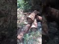 তুর্কি বন থেকে যেভাবে গাছ কেটে নামানো হয়(The way trees are cut down from the Turkey forest)। #Shorts