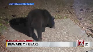Black bear sightings reported across Triangle