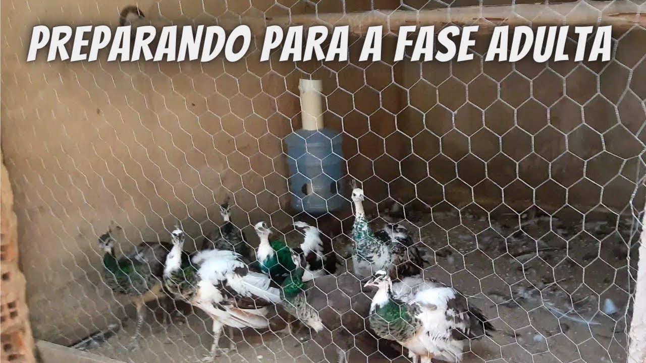 Mudando os filhotes de pavão para o novo viveiro