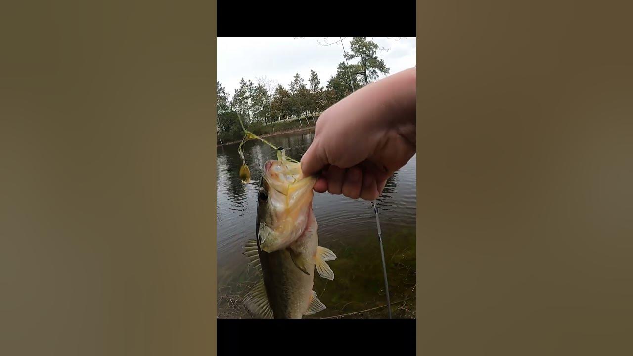 Nice largemouth on a micro spoon and ultralight : r/bassfishing