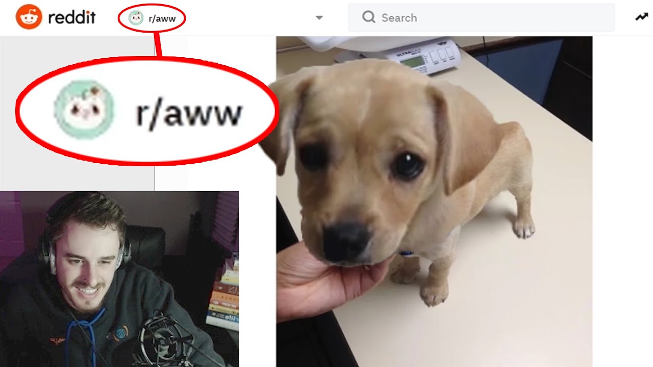 CUTE DOGS ON REDDIT YouTube