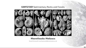 Molluscs, Video 3 - EART27201 - Sedimentary Rocks and Fossils
