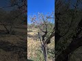 almendro #almendros #febrero #agricultura #campo #agriculture