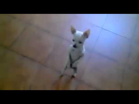Avoir Images Chien Qui Danse Le Flamenco Youtube le plus cool salutations