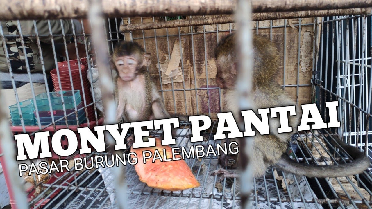 Nyari monyet pantai di pasar burung palembang