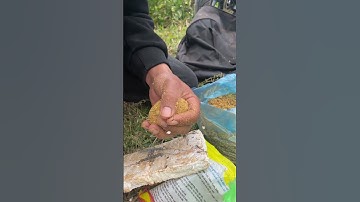 câu cá chép #shorts #fishing