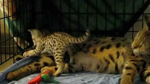 Watch the video about F2 Savannah male