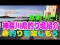 春だ！デビューだ！魚釣りだ！釣りデビューするなら春！「神奈川県釣り場紹介」+α　2018年春版