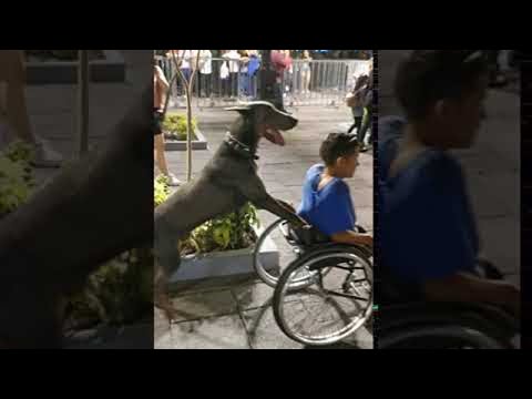 Dog Goes the Extra Mile for Man in Wheelchair || ViralHog