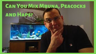Can You Mix Mbunas, Peacocks, and Haps? Ep10