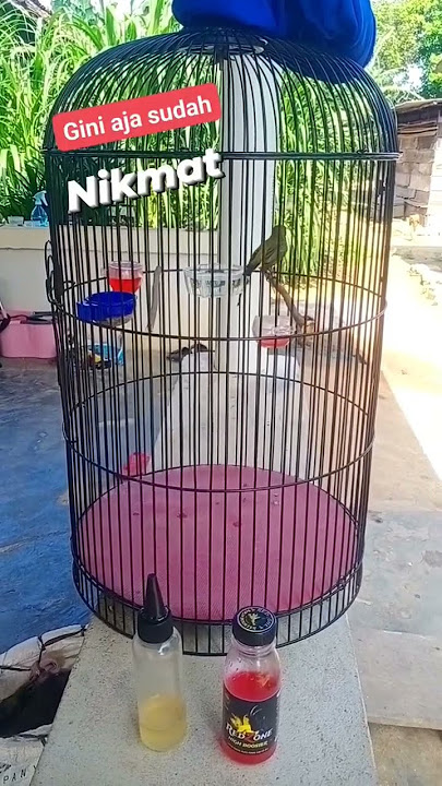 Sahdu haha 🦜🦜💥 #sogon#sogokontong#sogonmania#sogonmateri #bird#mangkicauoffecial#kicaumanianusantara