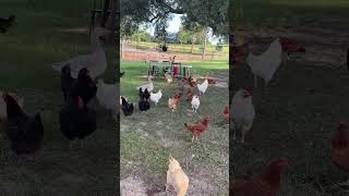tu granja virtual les saluda!❤️🫶#vidaderancho #chicken