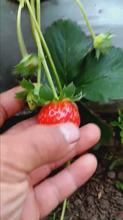 strawberry sagahonoka Jepang dataran rendah