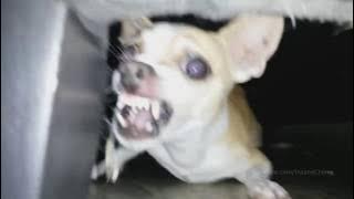 Du Hast - Animal Cover