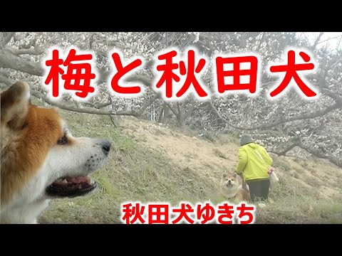 梅と秋田犬　秋田犬ゆきち