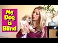 How to Care for a Blind Dog (My Imperial Shih Tzu Lost Her Eyesight)