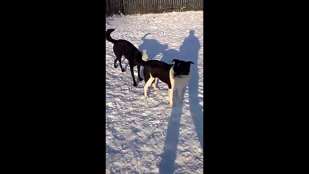 Hilda & Nolte - so beautiful stray dogs article