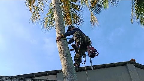 Cưa cây dừa nghiên vào nhà  ở ba chúc . Cưa cây kỹ thuật cao .