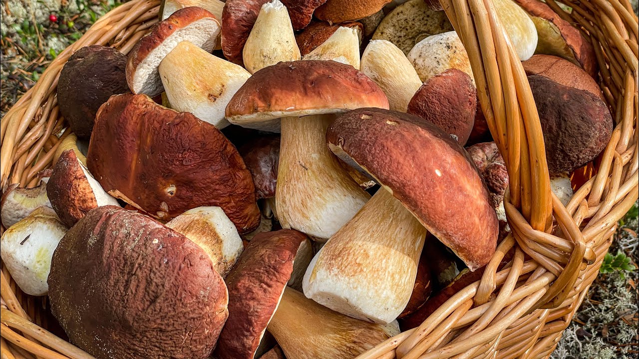 Белые грибы - Боровики. Сбор грибов в Красновишерском районе Пермского края.