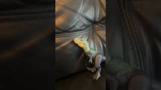 going to run saurus vs Bluey part 4￼￼