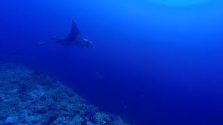 Manta and Grey Reef Shark at Elphinstone by Bahi and Moataz