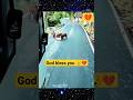 This Animal Also Killed The Lion New Tik Tok Video Viral Viral Tiktok Viralshort Video This Animal Also Killed The Lion New Tik Tok Video Viral Viral Tiktok Viralshort Video