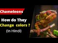 Girgit कैसे अपना रंग बदलता है ? ( Chameleons colour changing Facts )