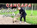 Якутского Волка Братиша выпускаем на СВОБОДУ. Сансара взял контроль над диким зверем.