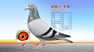 【范德穆布鲁克】B20-1064515