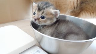 Kitten Kiki tried baby food for the first time